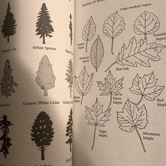 🧚🏿♂️3/$12🧚🏿♂️Guide toAlgonquin Park - Picture 7 of 7